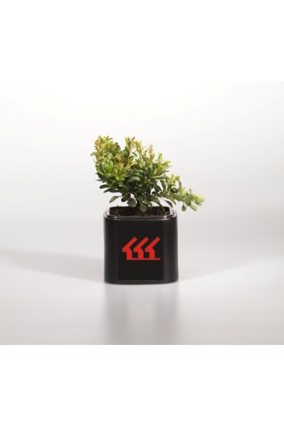 Барбарис Тунберга Кобольд в контейнері