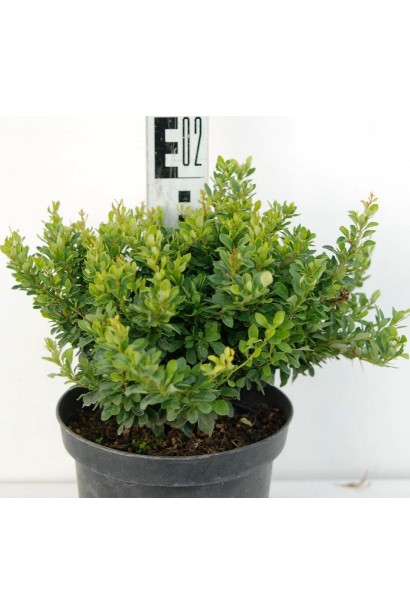 Барбарис Тунберга Кобольд