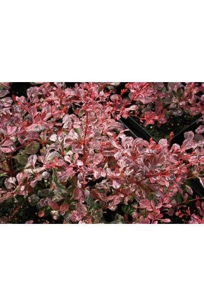 Барбарис Пінк Квін листя