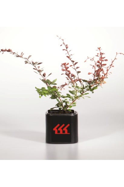 Барбарис тунберга Pink Queen