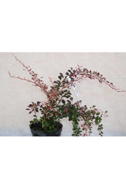 Барбарис Тунберга Пінк Квін саджанець