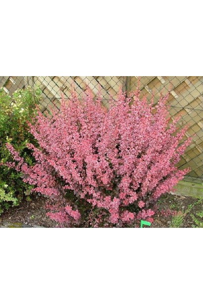 Рожевий барбарис Пінк Квін