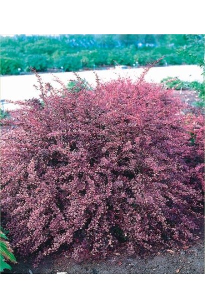 Барбарис Тунберга Пінк Квін кущ