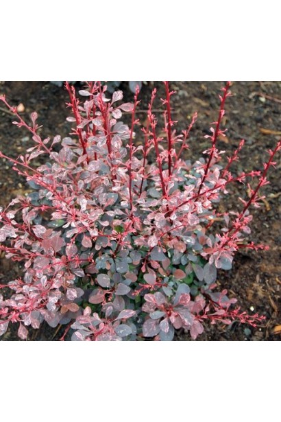 Барбарис Тунберга Пінк Квін забарвлення