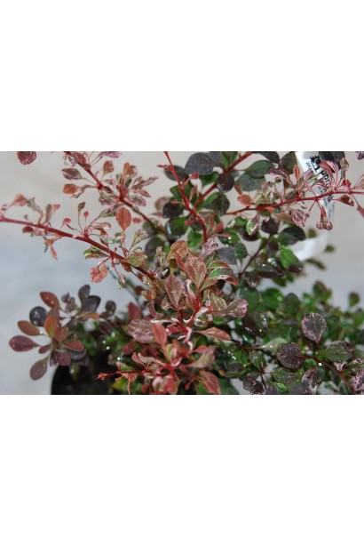 Berberis thunbergii Pink Queen