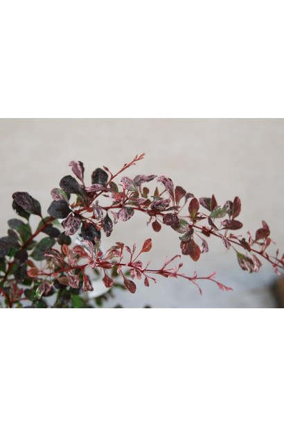 Барбарис рожева королева