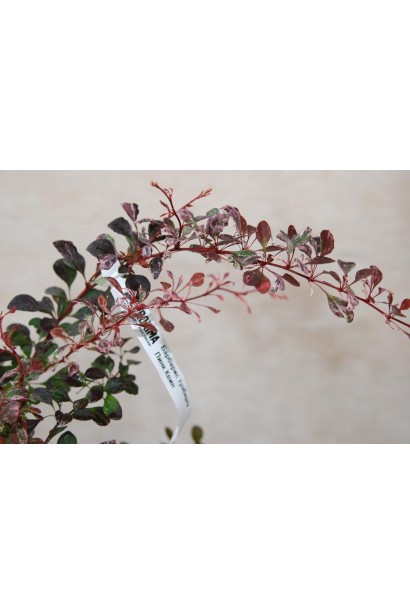 Барбарис Тунберга Пінк Квін