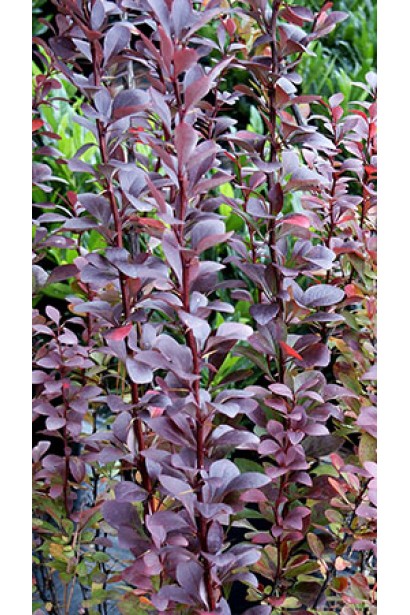 Барбарис тунберга Ред Рокет  на сонці