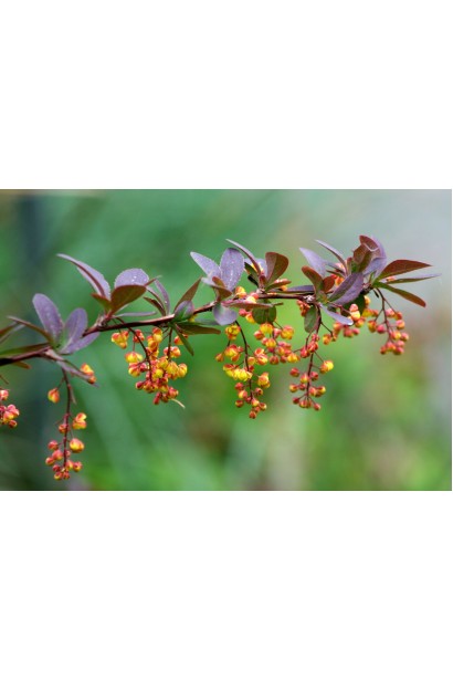 Барбарис тунберга Ред Рокет  цвітіння