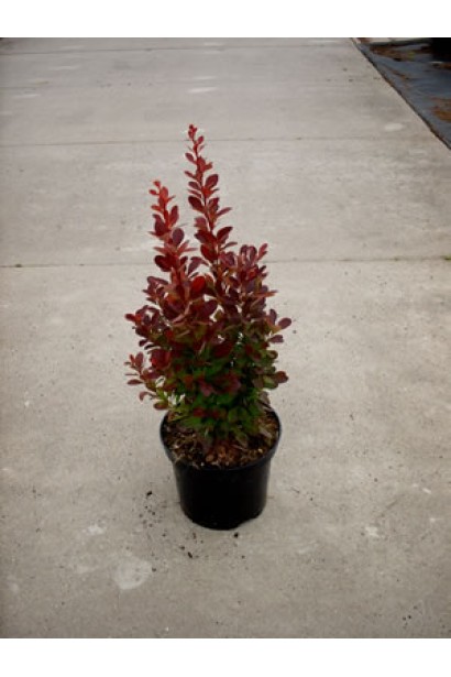 Барбарис Ред Рокет в горщику 3 л