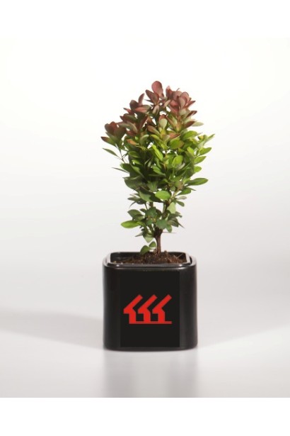 Барбарис Ред Рокет в контейнері Р9