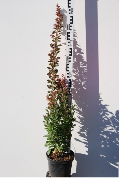 Барбарис тунберга Ред Рокет С5 висота 50-60 см