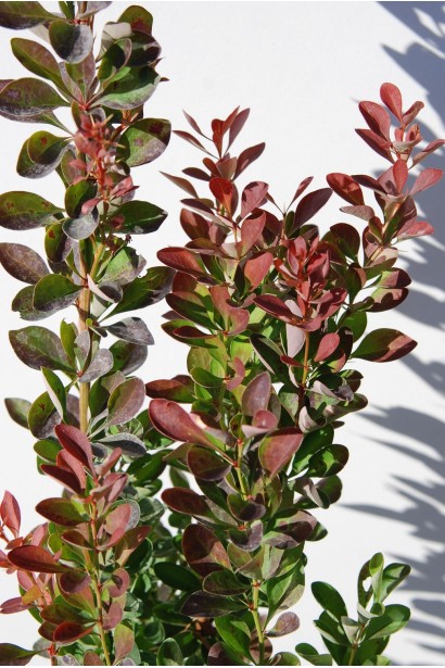 Барбарис тунберга Ред Рокет  листя