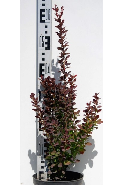 Барбарис Red Rocket саджанець в горщику