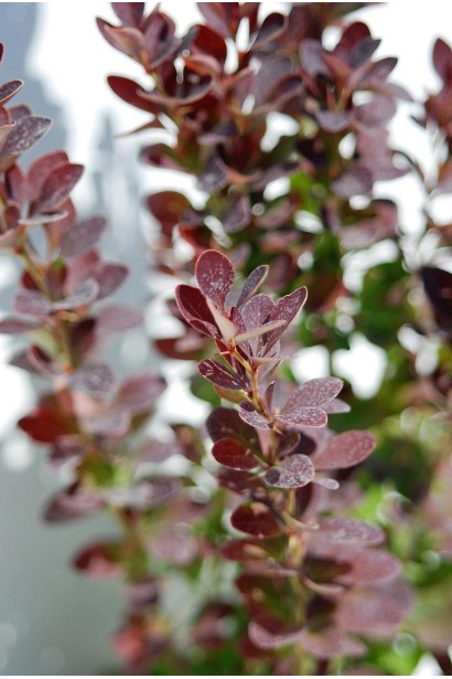 Барбарис тунберга Ред Рокет 