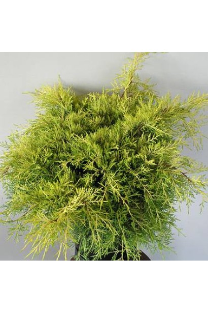 Ялівець середній Голден Саусер