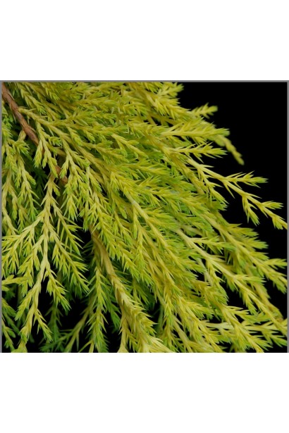 Ялівець середній Голден Саусер - золотисто-жовта хвоя