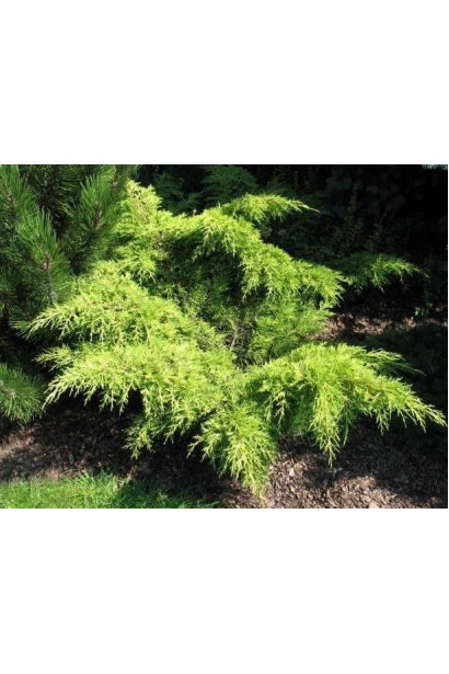 Ялівець жовтий Голден Саусер - компактний кущ