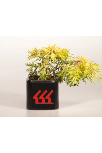 Ялівець середній Голден Саусер в контейнері Р9