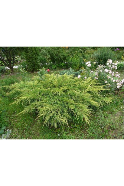 Ялівець пфітцеріана Moрдіган Голд в ландшафті