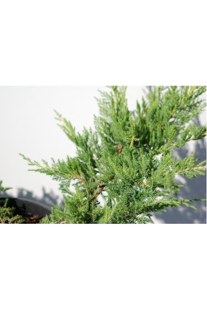 Ялівець Moрдіган Голд - молода жовто-зелена хвоя