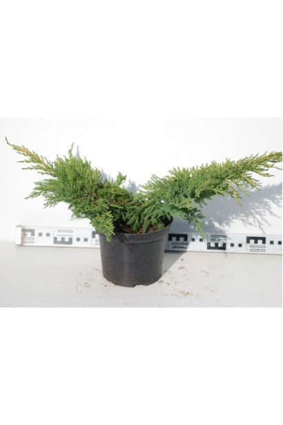 Juniperus pfitzeriana Mordigan Gold