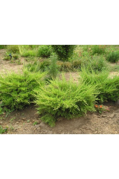 Ялівець середній / пфітцеріана Moрдіган Голд