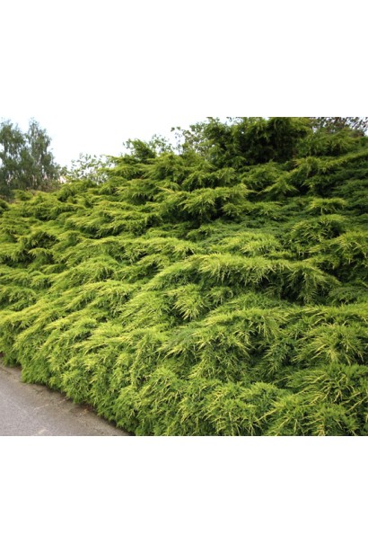 Ялівець жовтий Moрдіган Голд