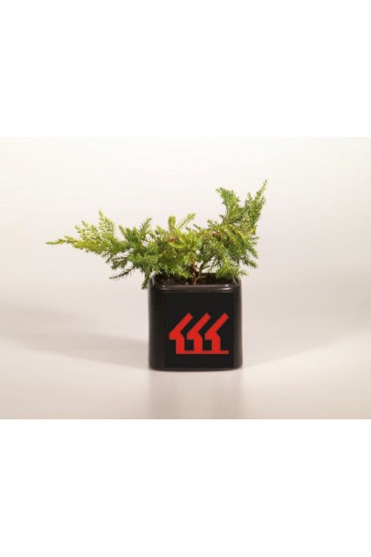 Ялівець пфітцеріана Moрдіган Голд в контейнері 0,5 л