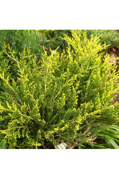 Ялівець Moрдіган Голд - золотисто-жовта хвоя дорослої рослини