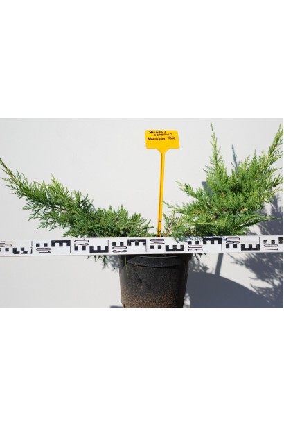 Ялівець Moрдіган Голд - саджанець діаметром 70-80 см