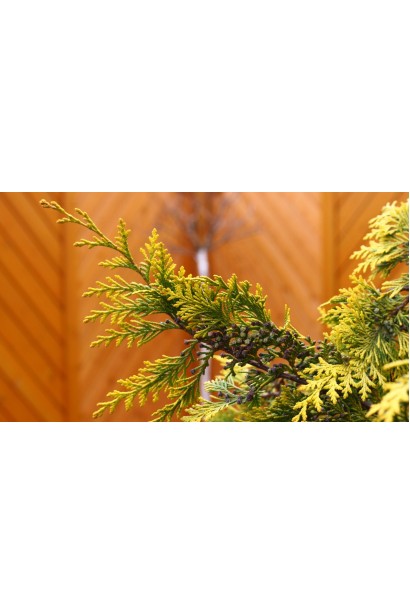 Chamaecyparis lawsoniana Alumigold