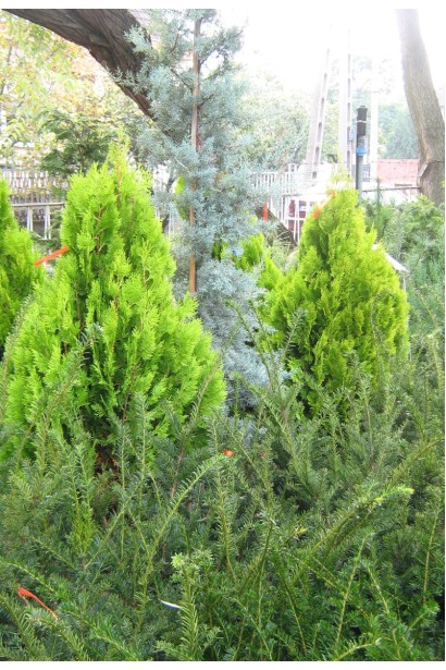 Кипарисовик Лавсона Алюміголд