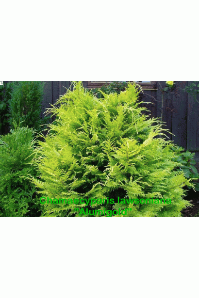 Жовто-зелений кипарисовик Алюміголд