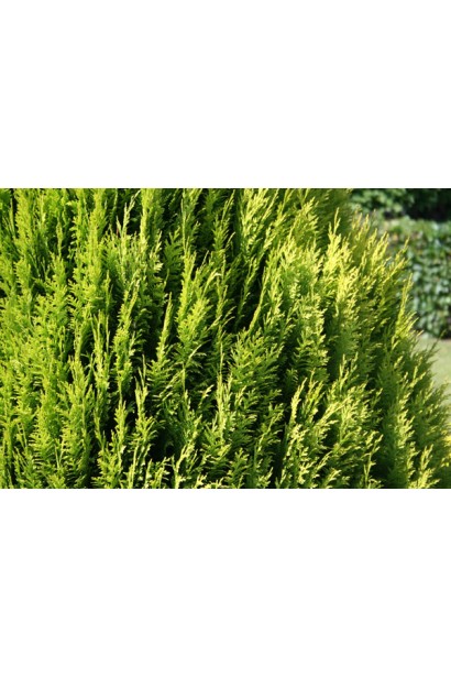 Кипарисовик Лавсона Алюміголд прямостоячі гілки