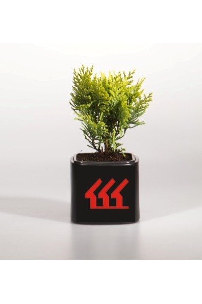 Кипарисовик Лавсона Алюміголд саджанець 0,5 л