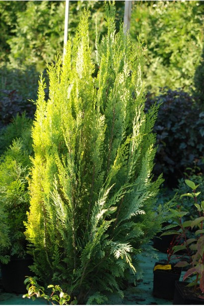 Кипарисовик вузькоконічний Алюміголд