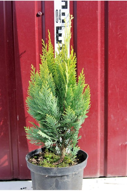 Кипарисовик Лавсона Алюміголд контейнер 3 л 30-40 см