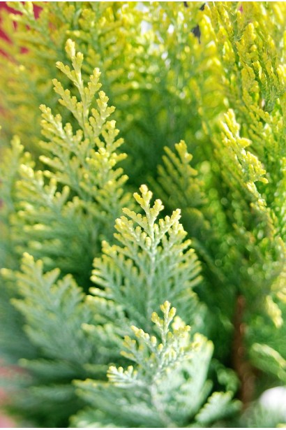 Кипарисовик Алюміголд колір хвої