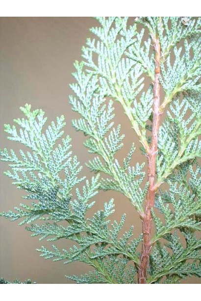 Кипарисовик Колумнаріс луската сіро-блакитна хвоя