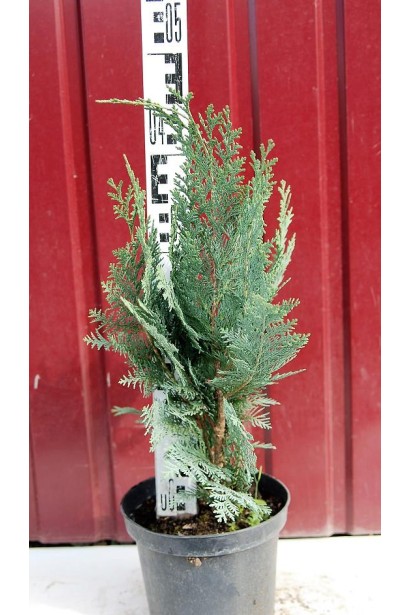 Кипарисовик Колумнаріс в горщику 3 л  35-45 см