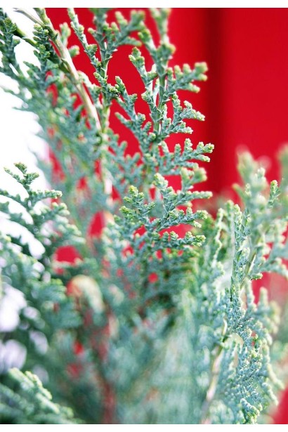 Кипарисовик Колумнаріс хвоя