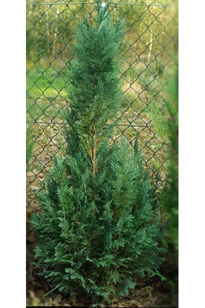 Chamaecyparis Lawsoniana Columnaris