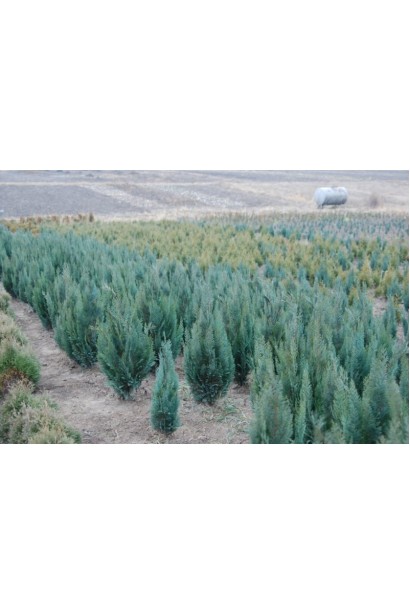 Насадження в полі кипарисовика Колумнарис