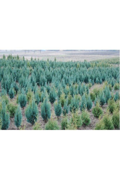 Кипарисовик Лавсона Колумнаріс