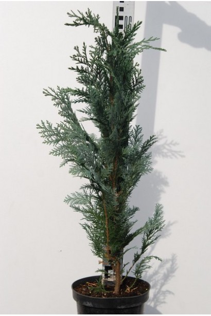 Кипарисовик Лавсона Колумнаріс контейнер 5 л 50-60 см