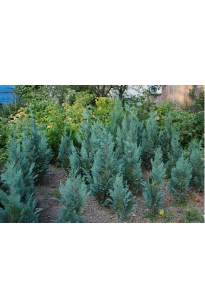 Кипарисовик блакитний Колумнаріс 