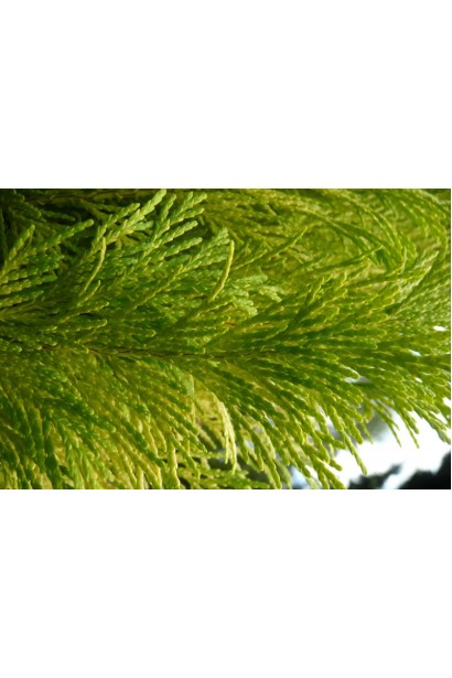 Золотисто-жовта хвоя Кипарисовика  Еректа Ауреа