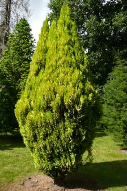 Кипарисовик жовтий Еректа Ауреа