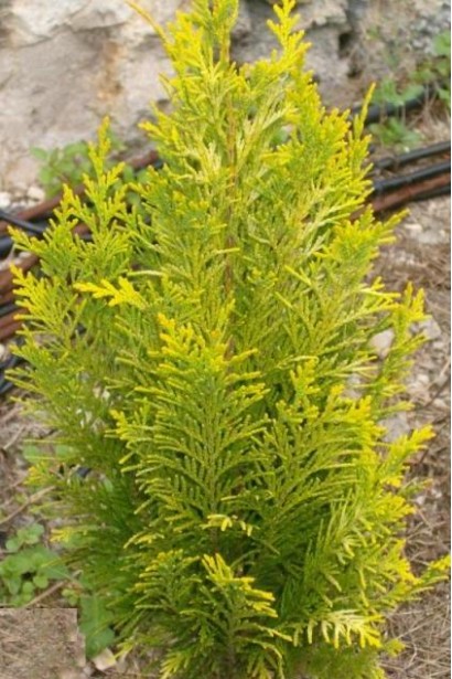 Кипарисовик Лавсона Еректа Ауреа